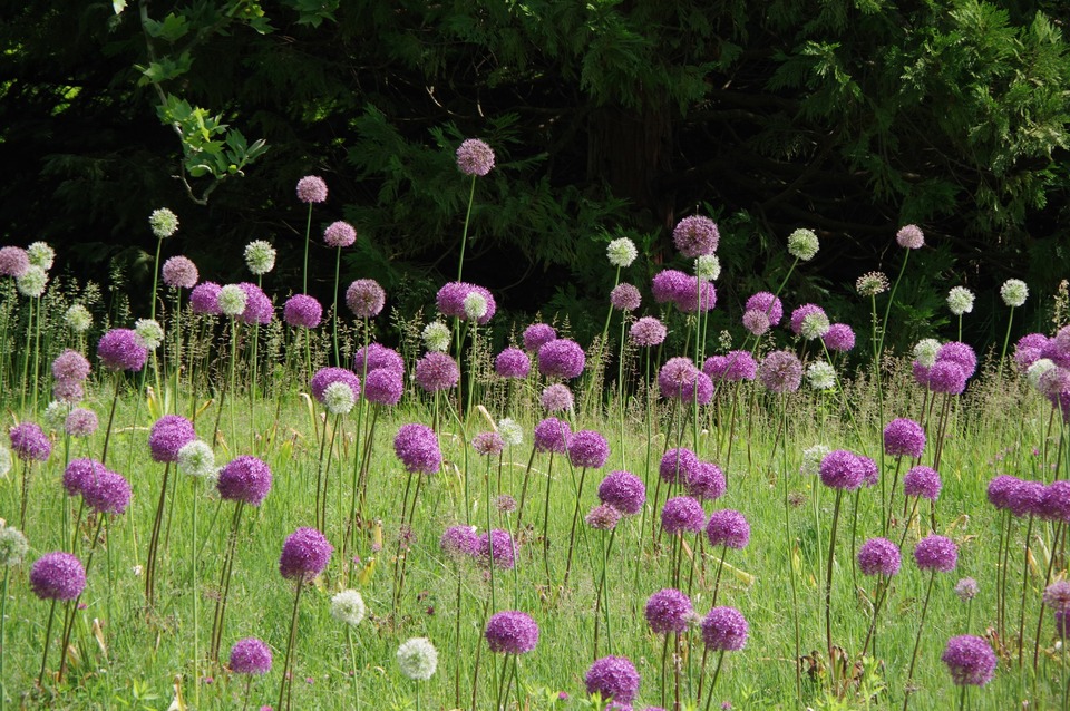 Fiori giganti  Parco Natura Viva