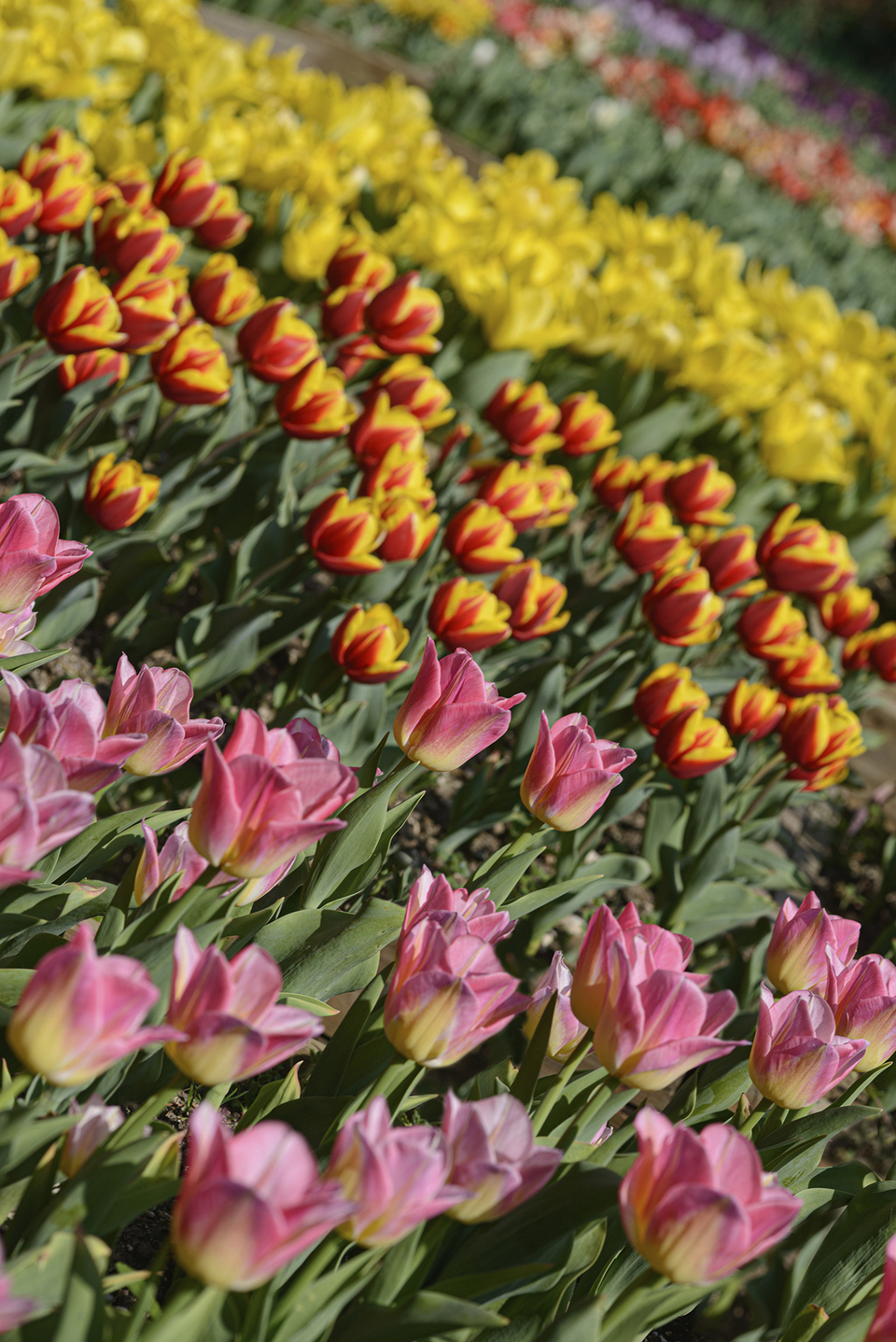 La tulipanomania nei Grandi Giardini Italiani | GRANDI GIARDINI ITALIANI