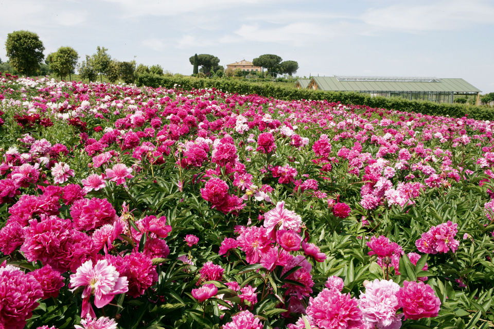 Peonia Grandi Giardini Italiani